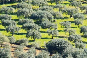 Olive-trees