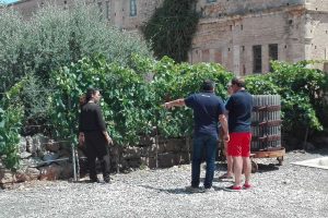 Vineyard4368740