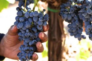 etna-wine-trail