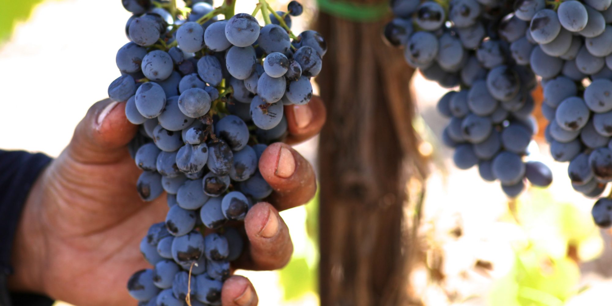 ETNA - Wine