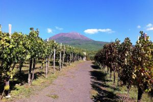 Vesuvius_Vineyard