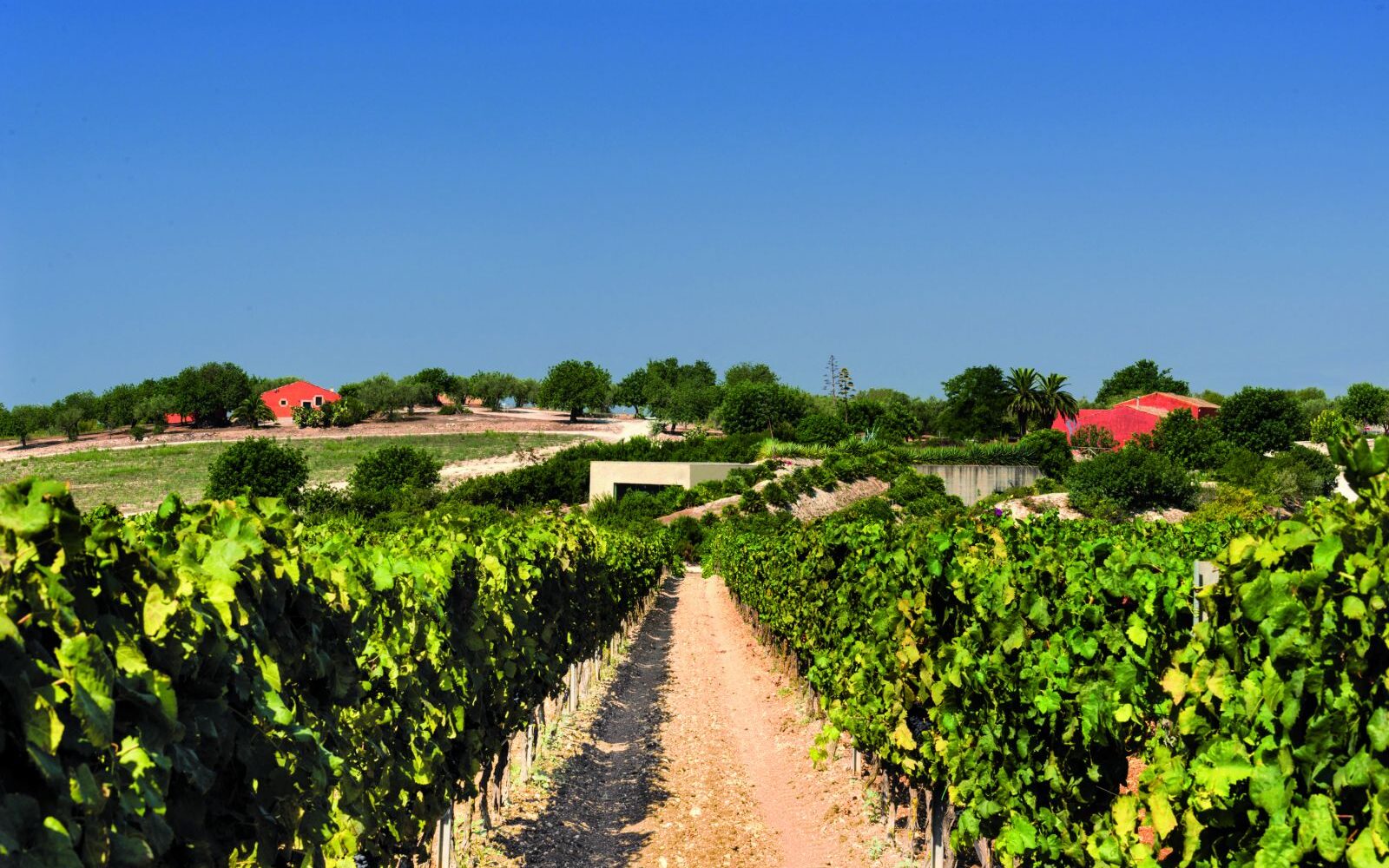 Siracusa area_vineyard