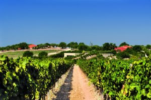 Siracusa area_vineyard