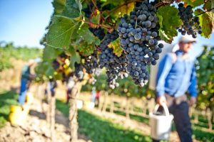 Wine in Sicily